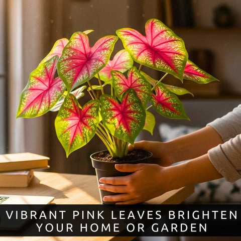 CZ Grain Pink Princess Caladium in hanging basket adds curb appeal.