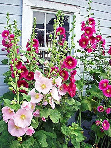 CZ Grain hollyhock seeds for cottage-border display and color.