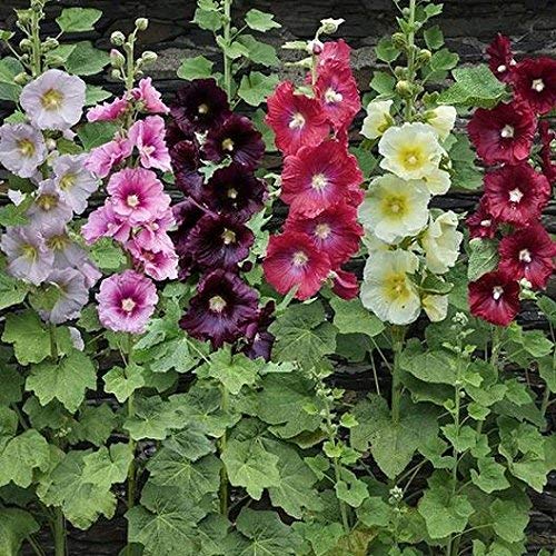 CZ Grain hollyhock seeds for bed planting to create tall, colorful borders.