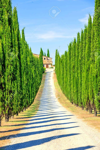 CZ Grain Italian Cypress seeds in a 50-pack, ready for hedges.