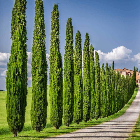 CZ Grain Italian Cypress seeds ideal for year-round privacy hedges.