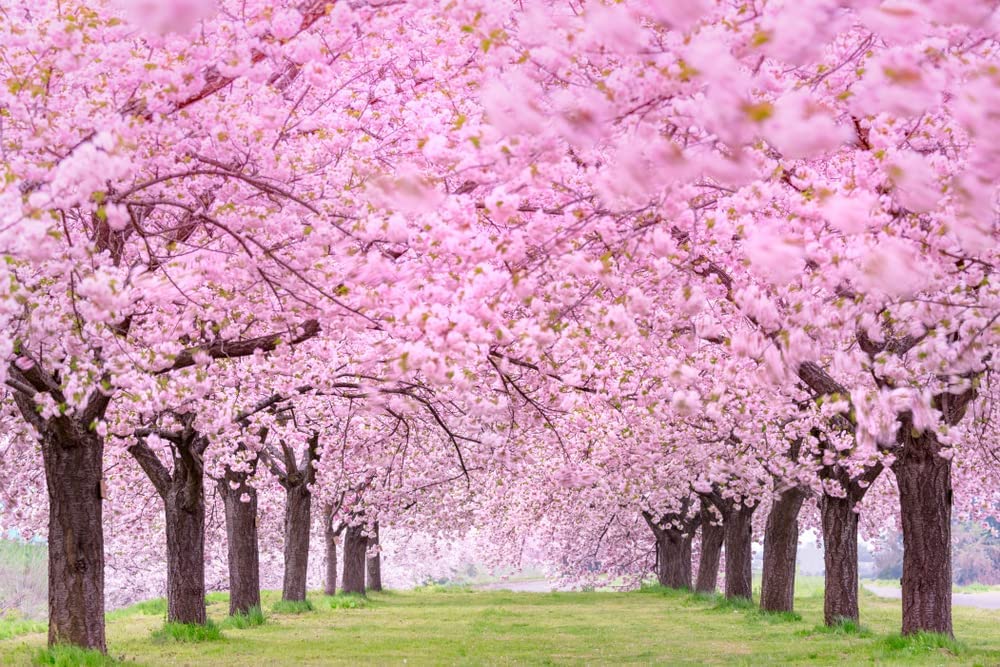 CZ Grain cherry blossom seeds ready for easy bonsai or container growing