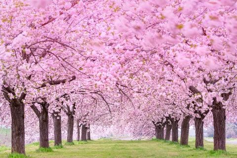 CZ Grain cherry blossom seeds ready for easy bonsai or container growing