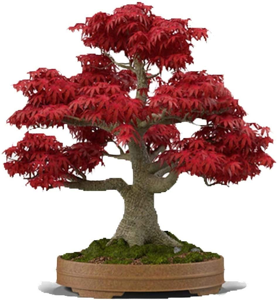 CZ Grain Japanese Red Maple bonsai seeds bundle for premium bonsai projects.
