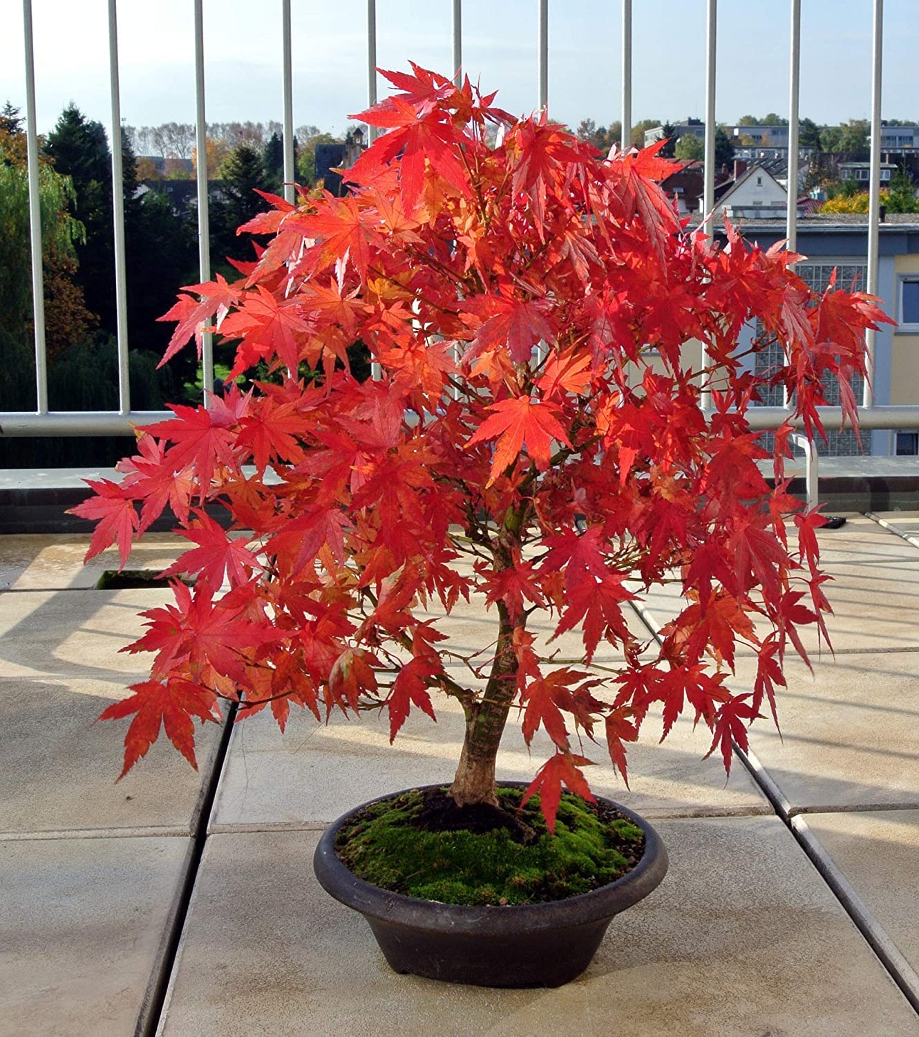 CZ Grain Japanese Red Maple seeds packet close-up showing quality batch.
