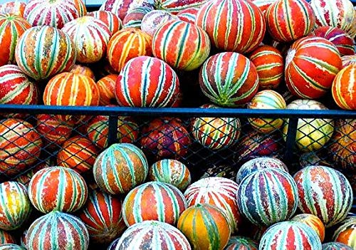 CZ Grain Kajari melon seeds pack on table, beginner-friendly planting for summer harvest.