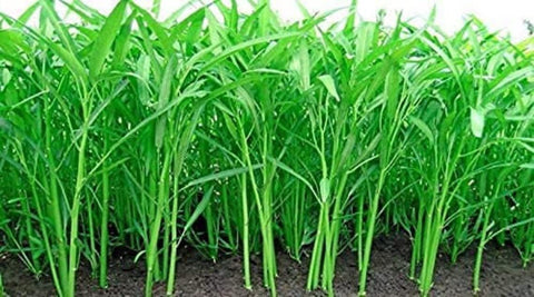 CZ Grain Kong Xin Cai leaves closeup showing fresh green harvests.