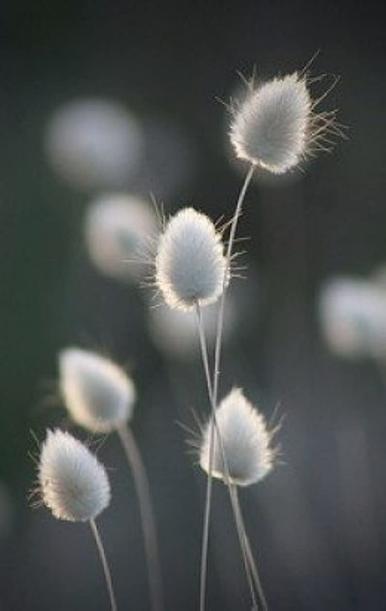 CZ Grain Lagurus Ovatus bunny tails plumes ideal for mass plantings and crafts.
