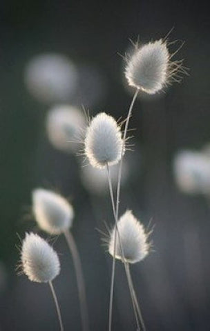 CZ Grain Lagurus Ovatus bunny tails plumes ideal for mass plantings and crafts.