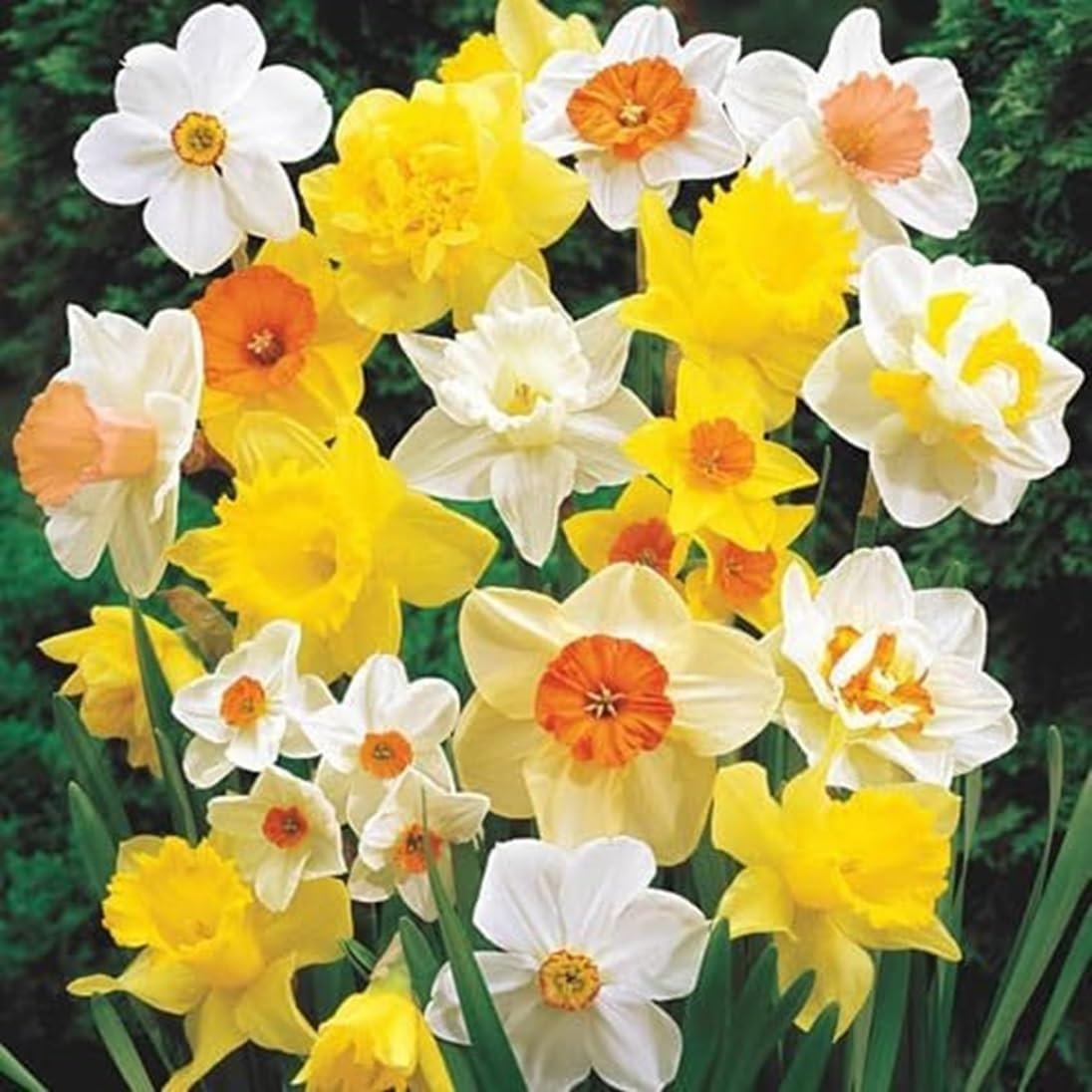 CZ Grain large daffodil bulbs color palette blooming in a garden border.