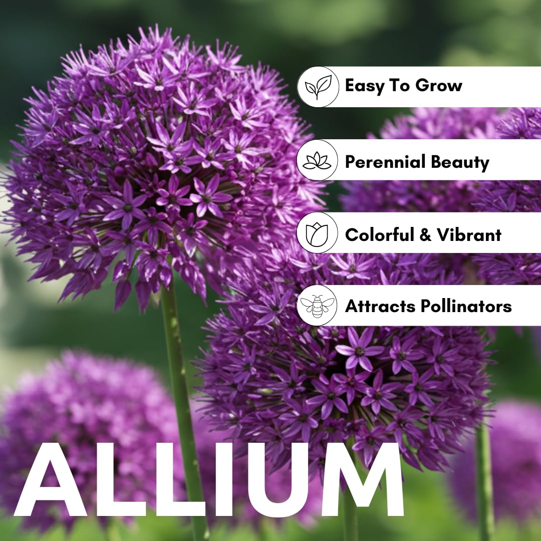 CZ Grain large purple allium blooms create a dramatic garden focal point.