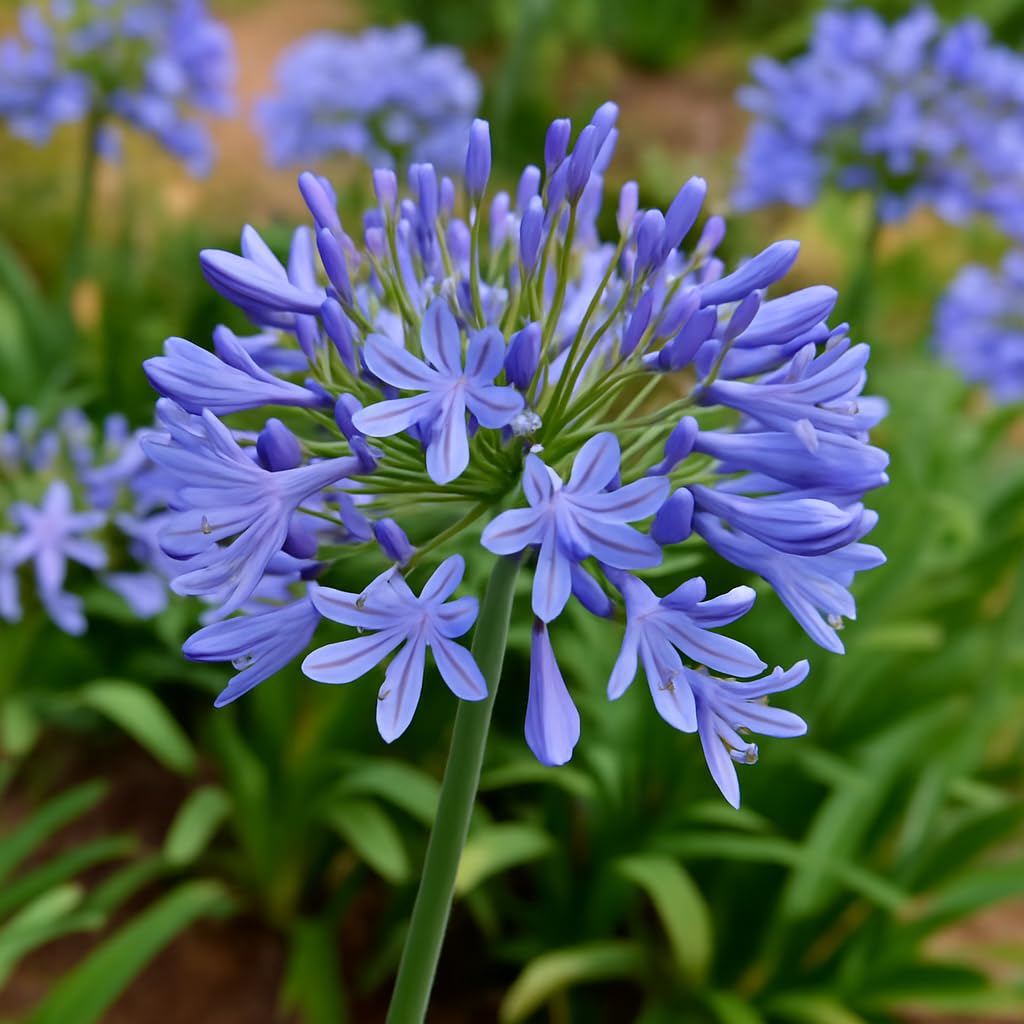 CZ Grain Lily of the Nile seeds yield blue blooms for striking borders