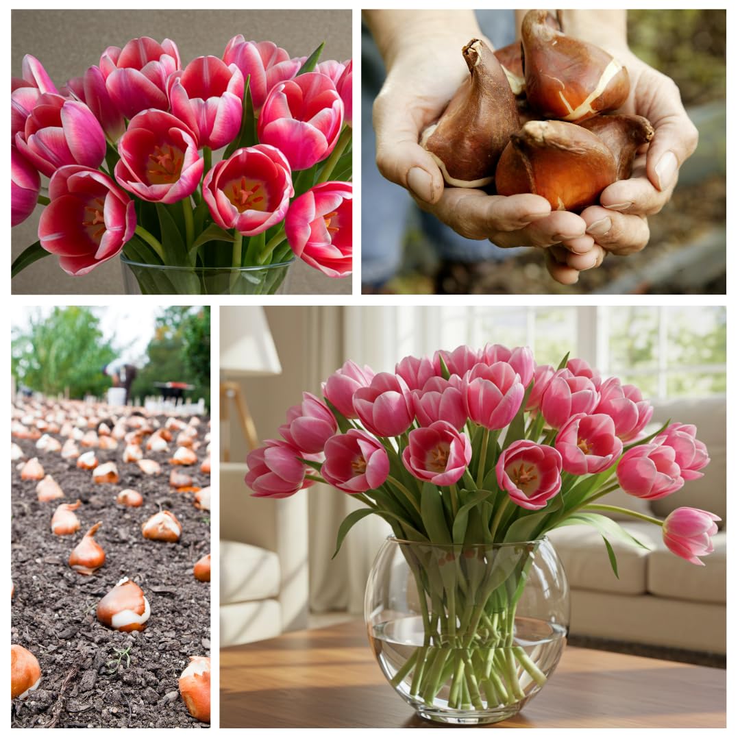 Mass planting tulips creates a bold garden border with pink blooms.