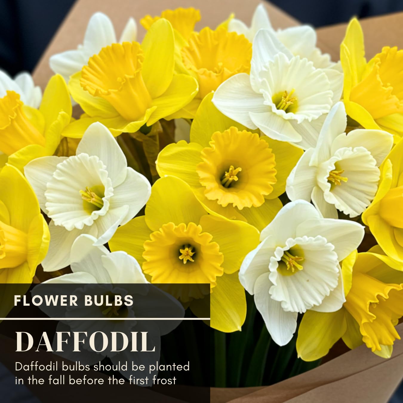 CZ Grain vibrant spring blooms signal warmer days without extra care.