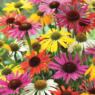 CZ Grain mixed coneflower seeds show vibrant mix, ideal for a colorful perennial bed.