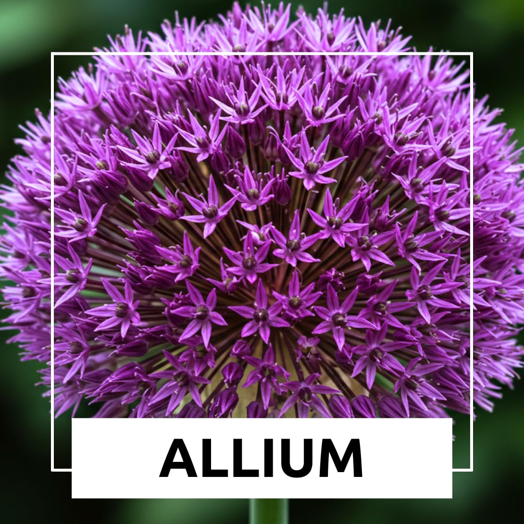 CZ Grain monarch-attracting allium drawing pollinators to sunny borders.