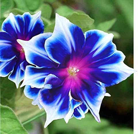 CZ Grain Morning Glory seeds show blue and white blooms for trellises and borders.