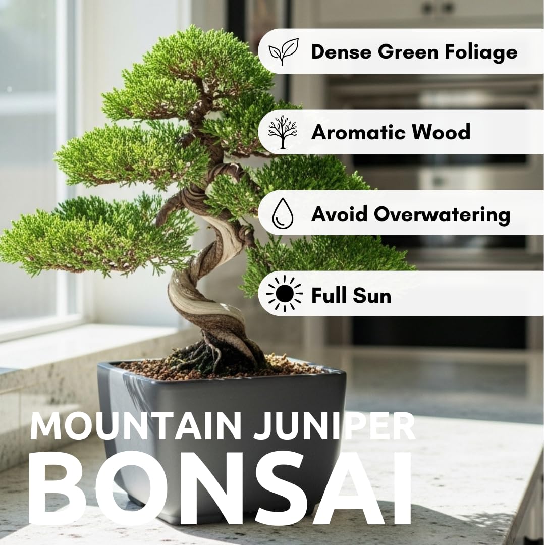 CZ Grain Mountain Juniper bonsai seed on a sunlit windowsill display.