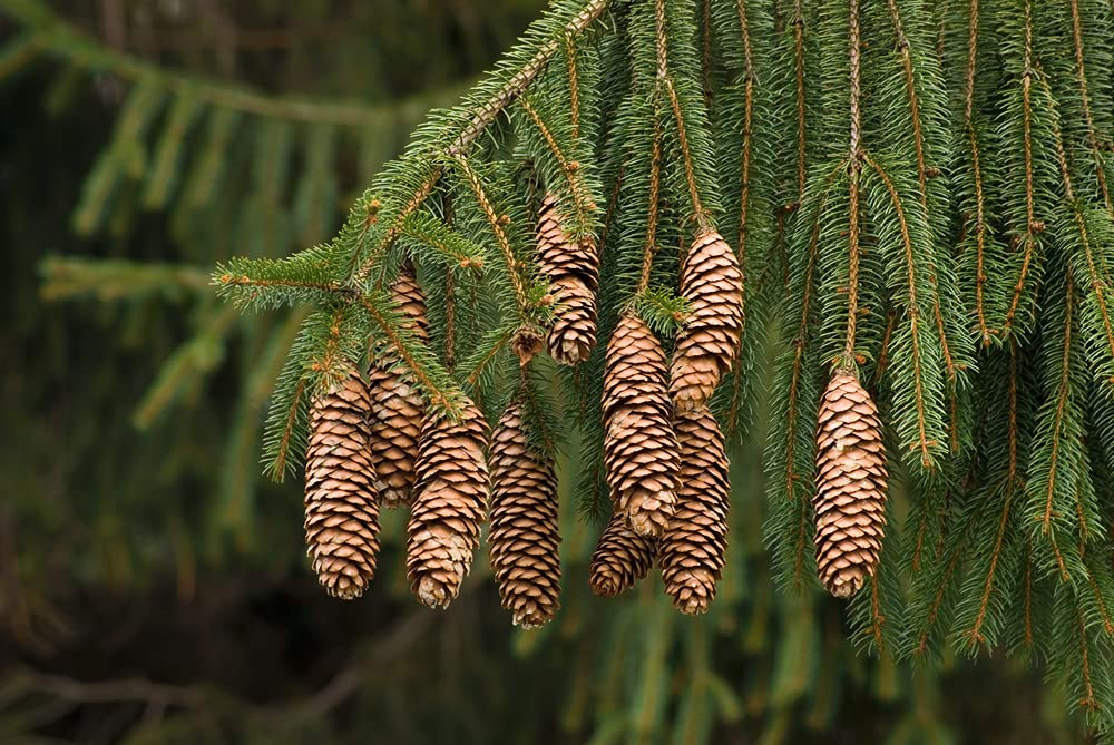 CZ Grain Norway Spruce seeds in hand ready to sow for a backyard evergreen.
