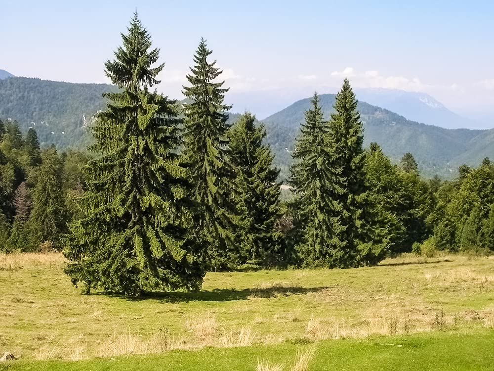 CZ Grain Norway Spruce seeds pack for easy planting and year-round greenery.