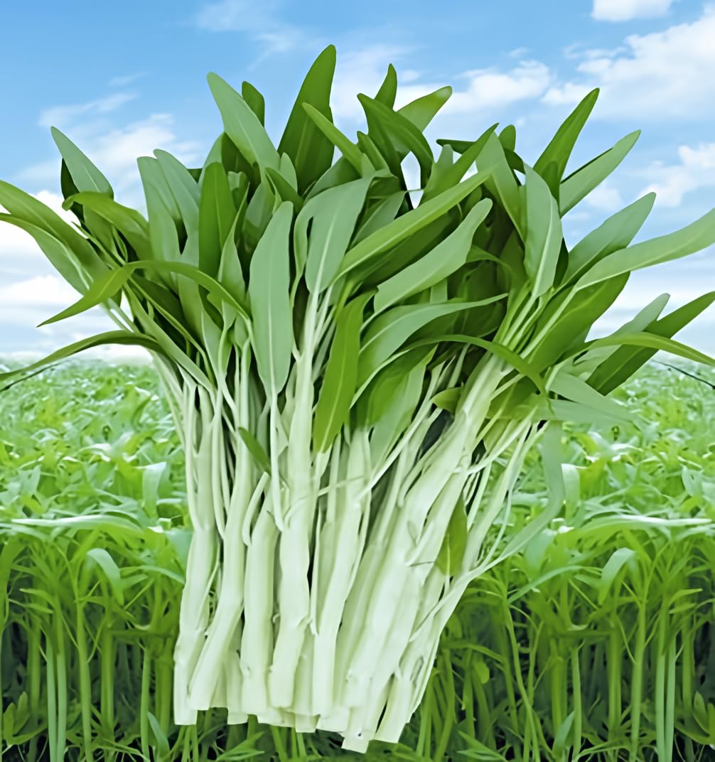CZ Grain Ong Choy seed packet showing heirloom greens ideal for home cooking