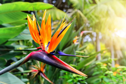 CZ Grain Orange Bird of Paradise seeds germination setup ready for indoor growth