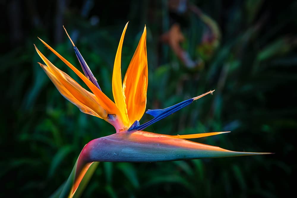 CZ Grain Orange Bird of Paradise seeds packaging closeup for reliable planting