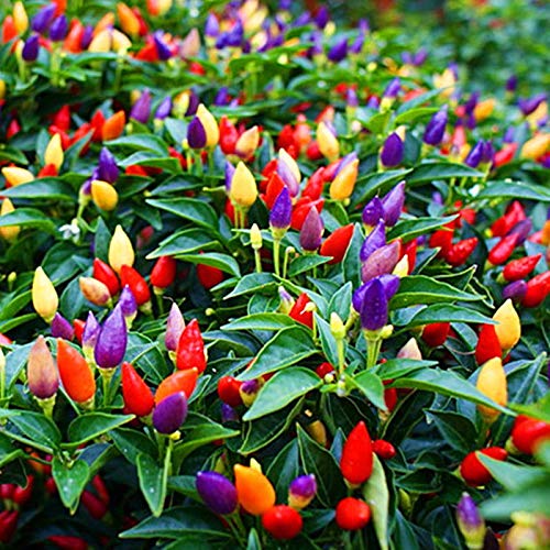 CZ Grain ornamental edible peppers on a compact bush for small-space gardens.