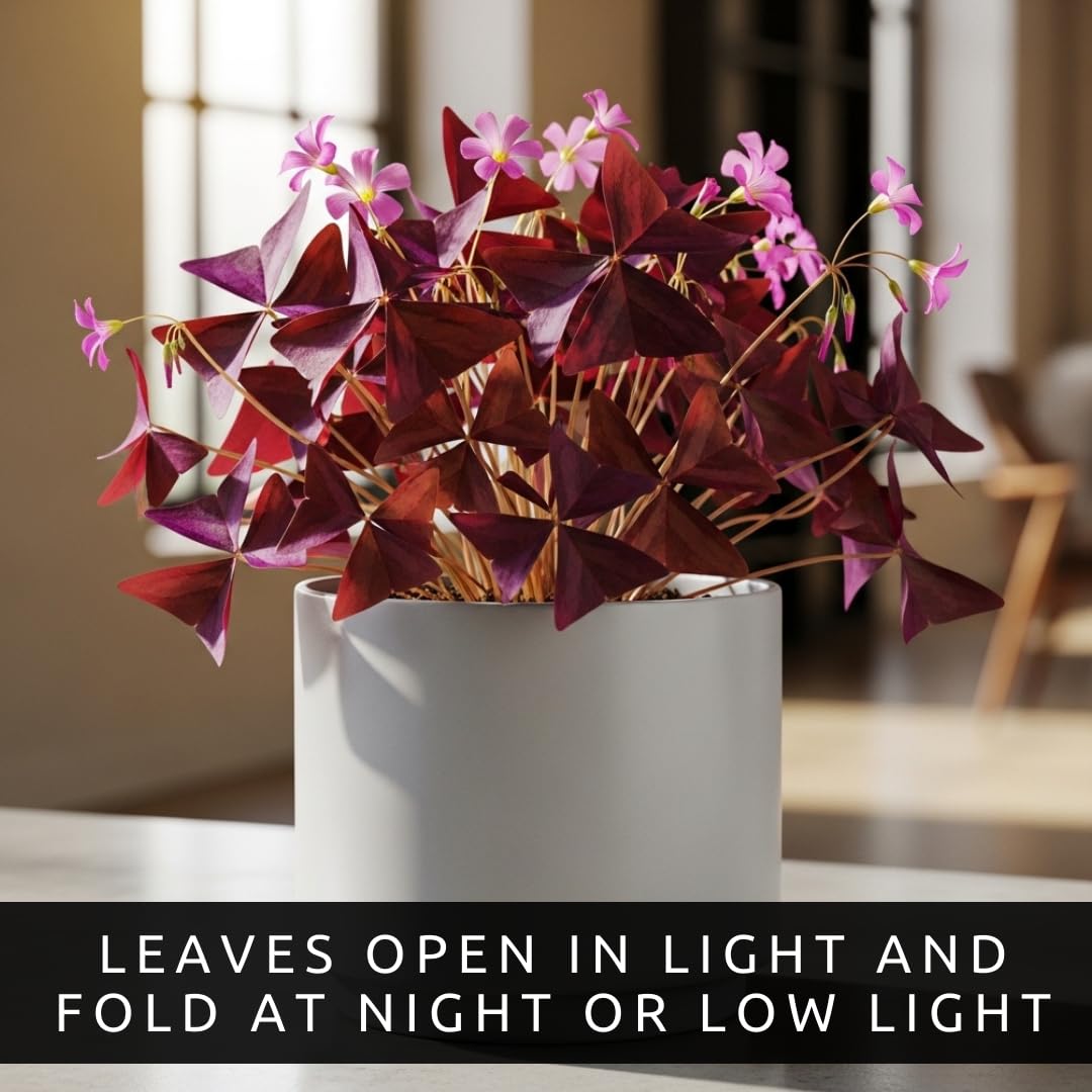 CZ Grain Oxalis Triangularis bulbs in an indoor garden setup brightening a desk