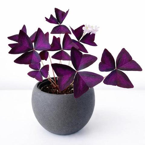 CZ Grain Oxalis Triangularis bulbs ready for planting in an indoor container for vibrant color