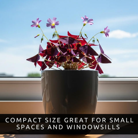 CZ Grain Oxalis Triangularis bulbs placed in pots and bowls for decorative indoor displays