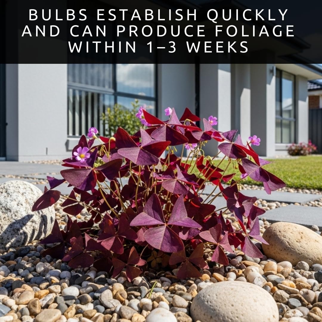 CZ Grain Oxalis Triangularis bulbs with purple leaves enhancing room decor