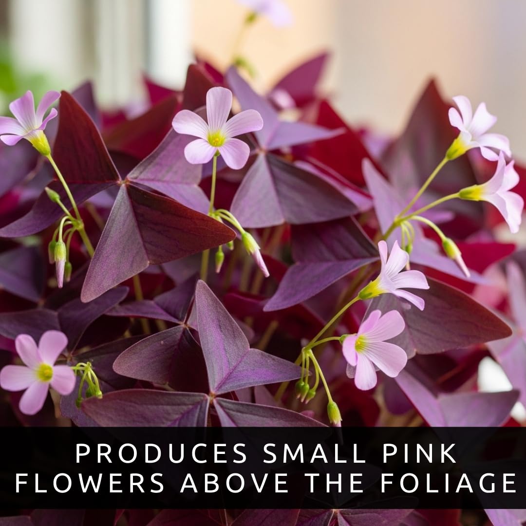 CZ Grain Oxalis Triangularis bulbs delivering year-round color indoors or outdoors