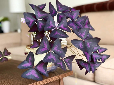 CZ Grain Oxalis Triangularis plant in container outdoors adds vibrant color to patios and balconies.