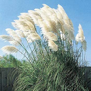 CZ Grain pampas grass flower heads plume add dramatic garden focal point.