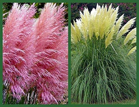 CZ Grain pampas grass garden ornament in full sun enhances outdoor spaces.
