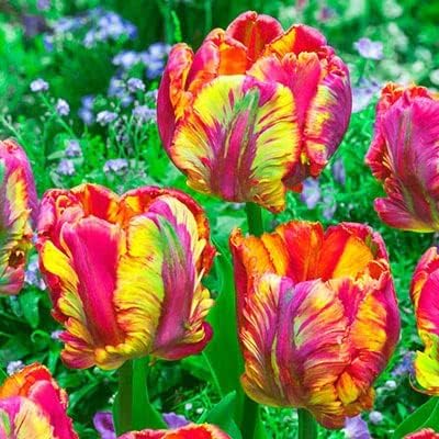 CZ Grain Parrot Tulips bloom in rainbow colors for bright focal garden displays