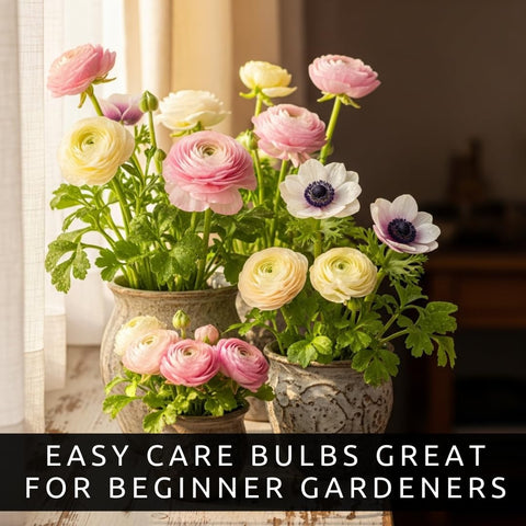 Ideal for borders, containers, or home arrangements with bright color.
