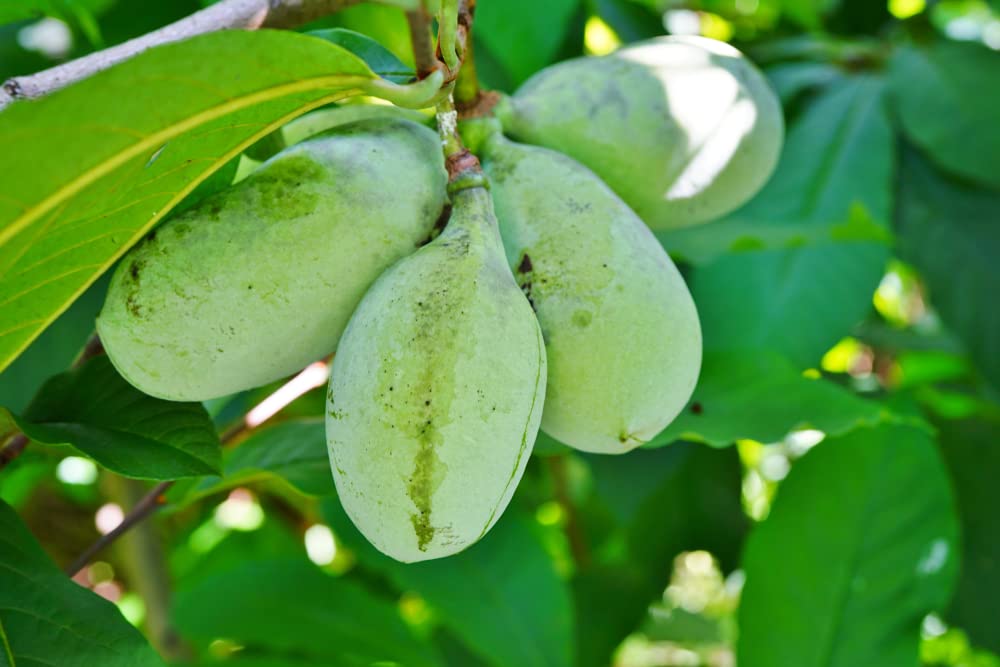 CZ Grain pawpaw seeds 6-pack ready for planting in a home garden.