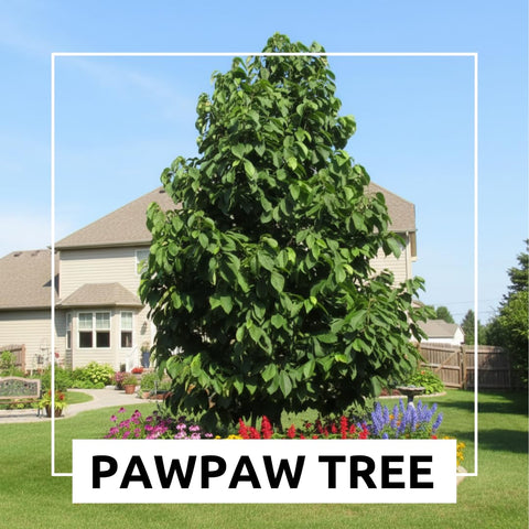 CZ Grain pawpaw seeds stratification guide improves germination potential.