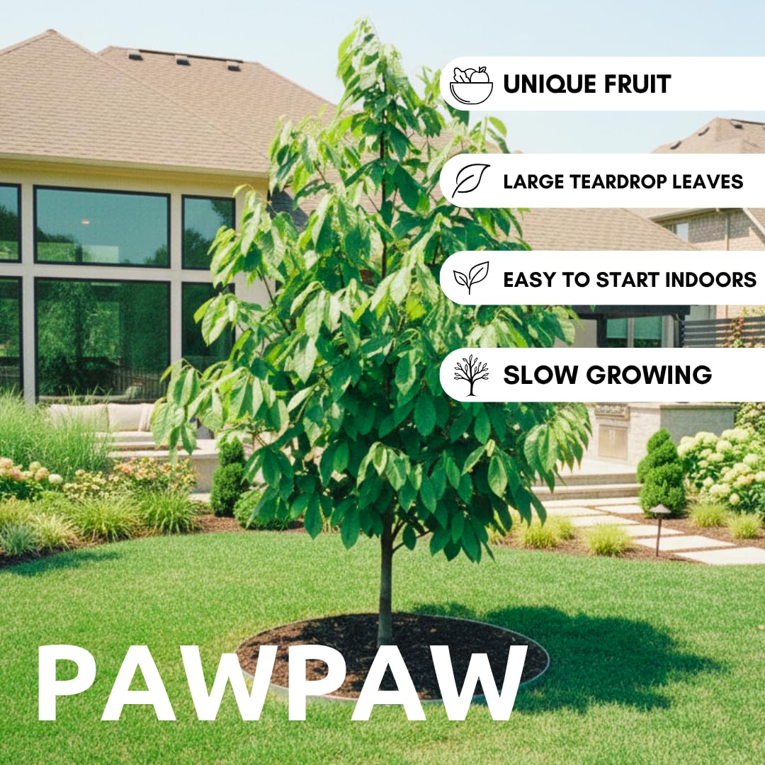 CZ Grain pawpaw tree fruit closeup showing creamy tropical flavor.