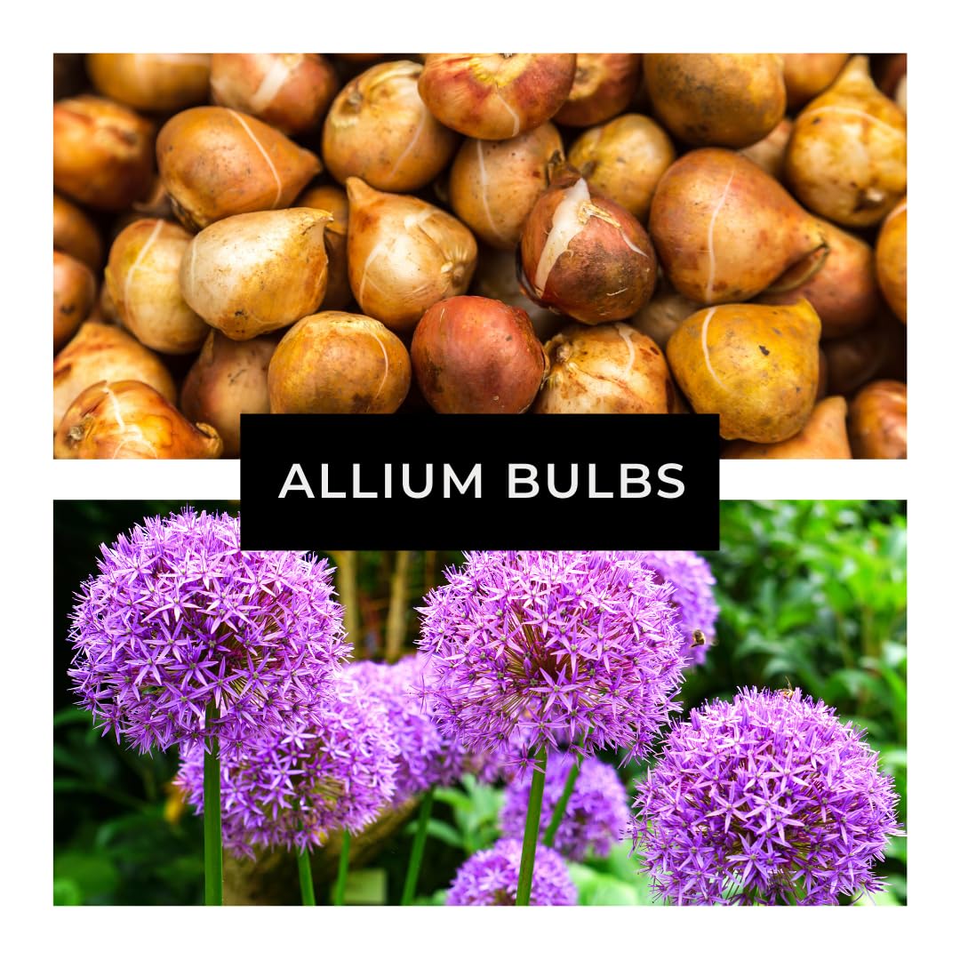 CZ Grain perennial allium garden bed with vibrant purple flowers.