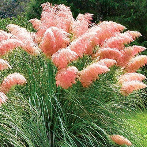 CZ Grain Pink Pampas Grass Seeds close-up reveals seed heads with dramatic garden potential