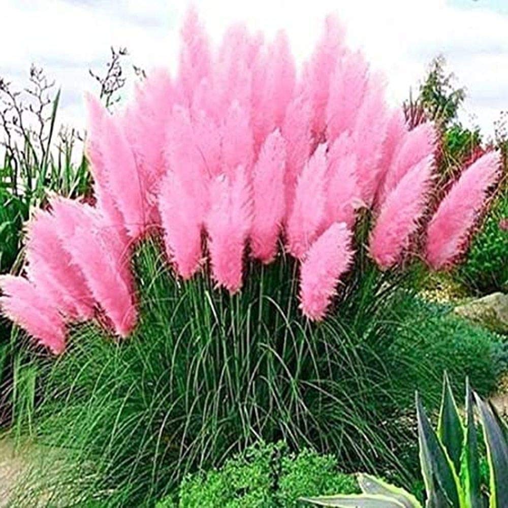 CZ Grain Pink Pampas Grass Seeds in packaging for easy gardening planning