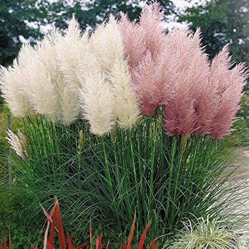 CZ Grain Pink Pampas Grass Seeds ready to plant for borders and accents