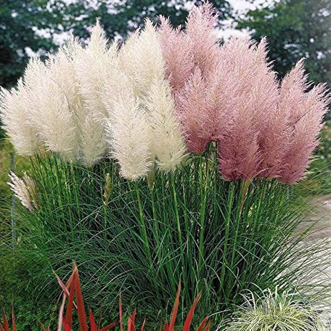 CZ Grain Pink Pampas Grass Seeds ready to plant for borders and accents