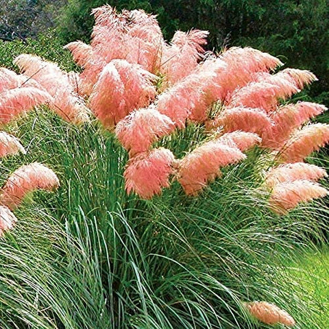 CZ Grain pink pampas grass seed heads delivering tall white plumes.
