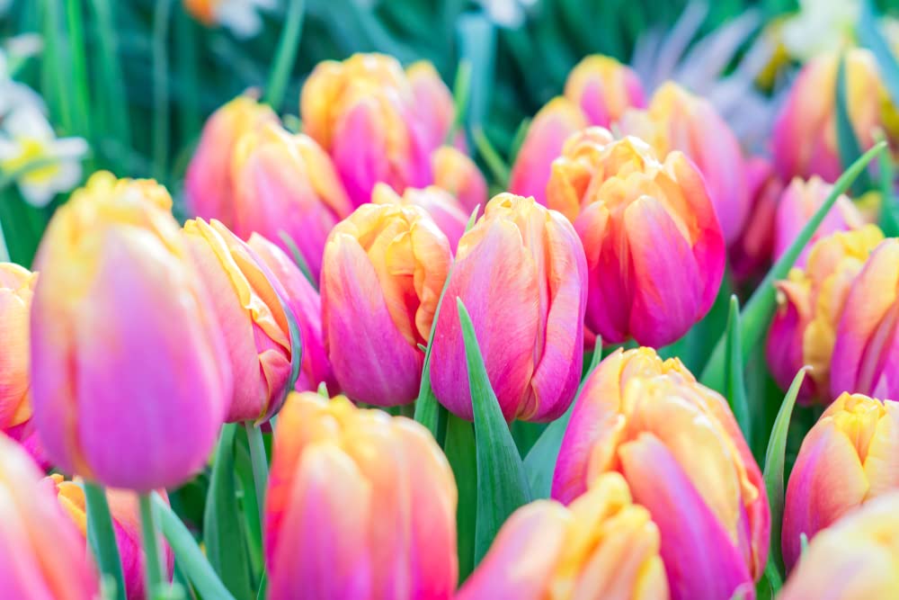 CZ Grain pink passion tulip bulbs pack ready for vibrant spring bloom.