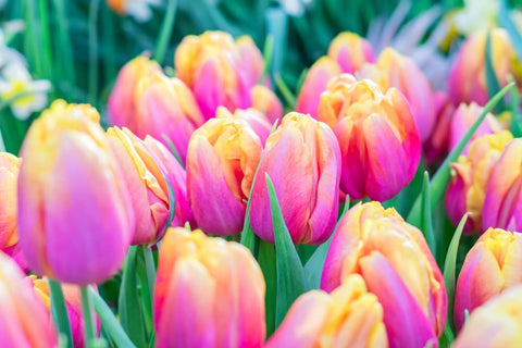 CZ Grain pink passion tulip bulbs pack ready for vibrant spring bloom.