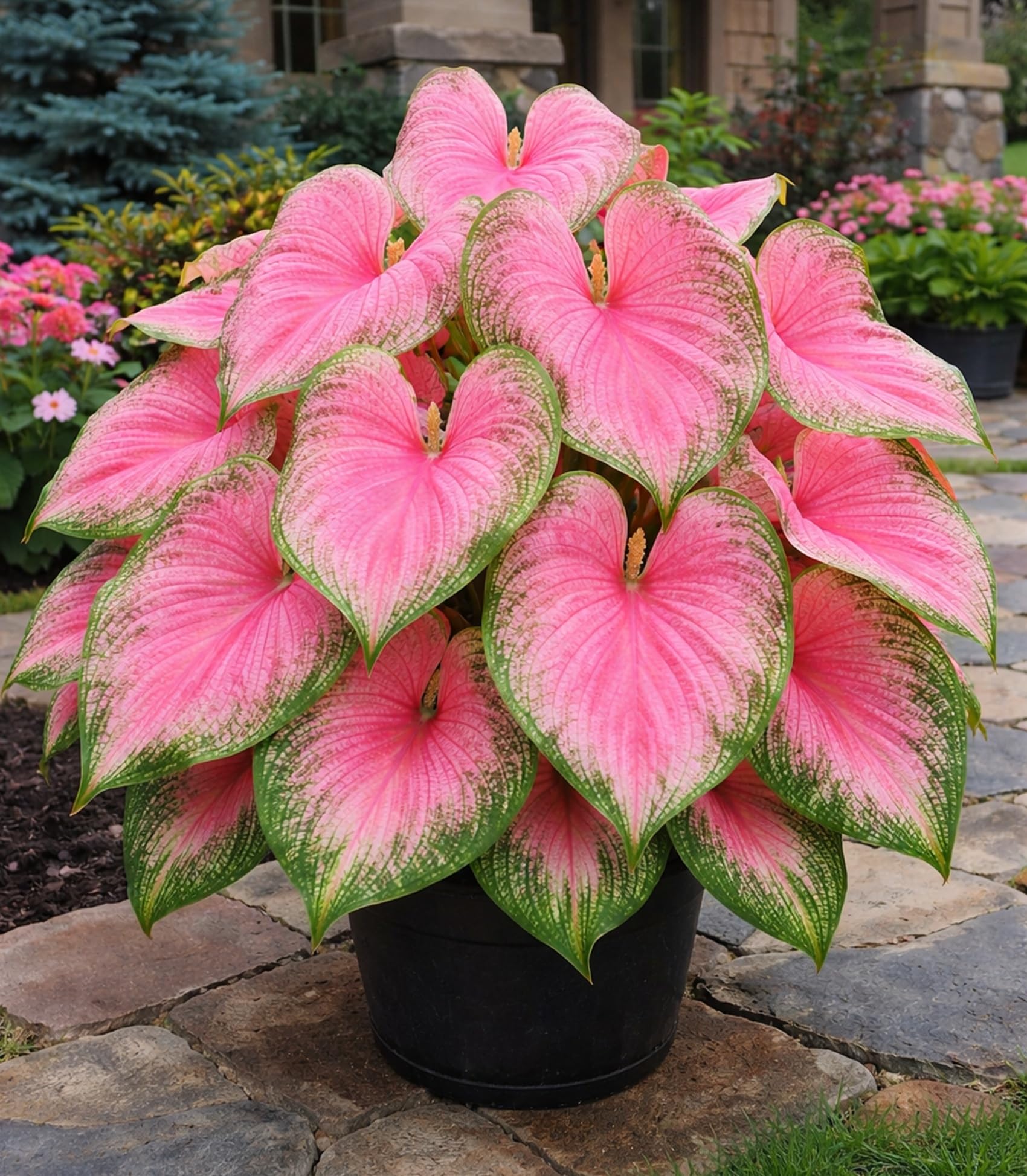 CZ Grain Pink Princess Caladium bulbs display bold pink foliage for shade beds.